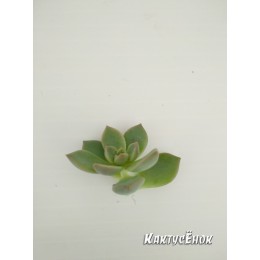 Черенок граптоверия Титубанс (Graptoveria Titubans)