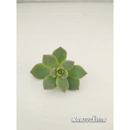 Черенок граптоверия Титубанс (Graptoveria Titubans)