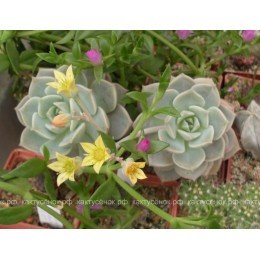 Черенок граптоверия Титубанс (Graptoveria Titubans)