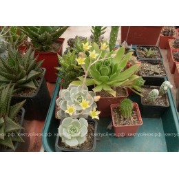 Черенок граптоверия Титубанс (Graptoveria Titubans)