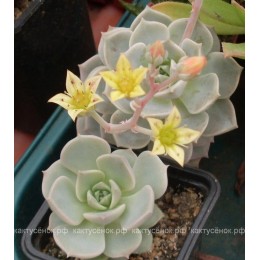 Черенок граптоверия Титубанс (Graptoveria Titubans)