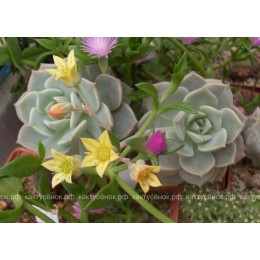 Черенок граптоверия Титубанс (Graptoveria Titubans)