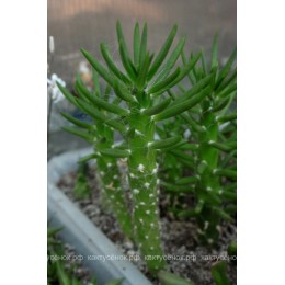 Черенок Аустроцилиндропунция шиловидная (Austrocylindropuntia subulata, опунция субулата)