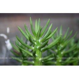 Черенок Аустроцилиндропунция шиловидная (Austrocylindropuntia subulata, опунция субулата)
