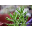 Черенок Аустроцилиндропунция шиловидная (Austrocylindropuntia subulata, опунция субулата)