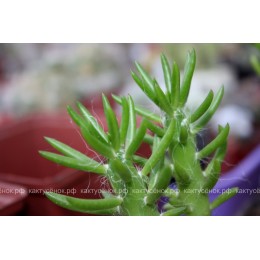 Черенок Аустроцилиндропунция шиловидная (Austrocylindropuntia subulata, опунция субулата)