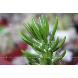 Черенок Аустроцилиндропунция шиловидная (Austrocylindropuntia subulata, опунция субулата)