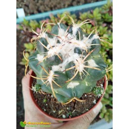 Корифанта Андре (Coryphantha andreae)