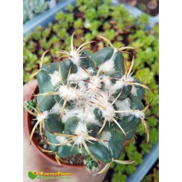 Корифанта Андре (Coryphantha andreae)