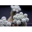 Черенок Маммиллярия стройная (Mammillaria gracilis, маммилярия грацилис)