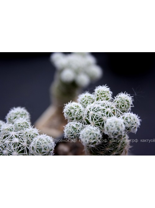 Черенок Маммиллярия стройная (Mammillaria gracilis, маммилярия грацилис)