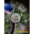 Черенок Маммиллярия стройная (Mammillaria gracilis, маммилярия грацилис)