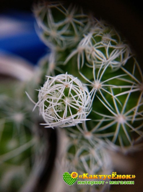 Черенок Маммиллярия стройная (Mammillaria gracilis, маммилярия грацилис)