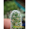 Черенок Маммиллярия стройная (Mammillaria gracilis, маммилярия грацилис)