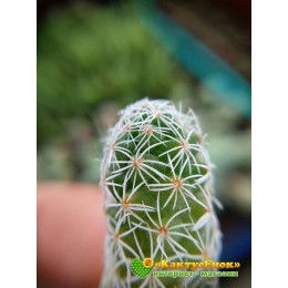 Черенок Маммиллярия стройная (Mammillaria gracilis, маммилярия грацилис)