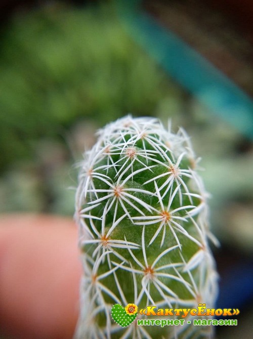 Черенок Маммиллярия стройная (Mammillaria gracilis, маммилярия грацилис)