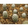 Черенок Маммиллярия стройная (Mammillaria gracilis, маммилярия грацилис)