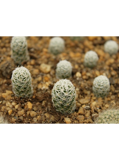 Черенок Маммиллярия стройная (Mammillaria gracilis, маммилярия грацилис)