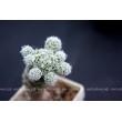 Черенок Маммиллярия стройная (Mammillaria gracilis, маммилярия грацилис)