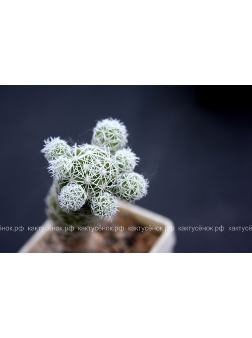 Черенок Маммиллярия стройная (Mammillaria gracilis, маммилярия грацилис)