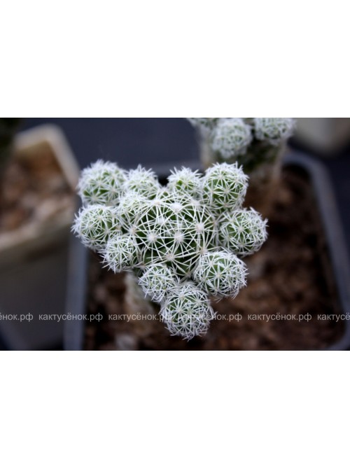 Черенок Маммиллярия стройная (Mammillaria gracilis, маммилярия грацилис)