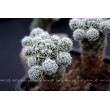 Черенок Маммиллярия стройная (Mammillaria gracilis, маммилярия грацилис)