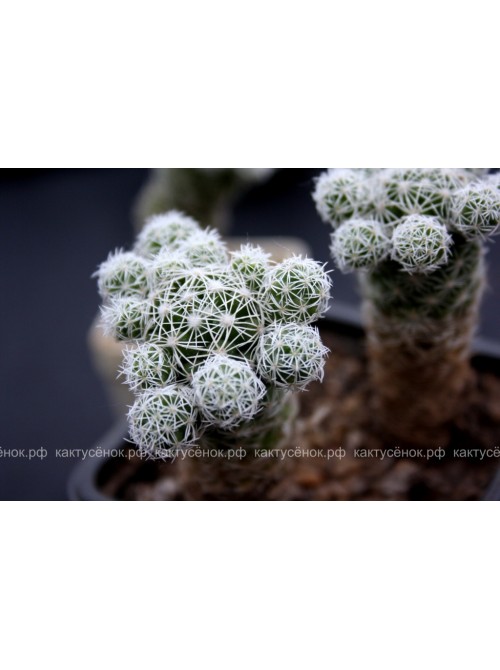 Черенок Маммиллярия стройная (Mammillaria gracilis, маммилярия грацилис)