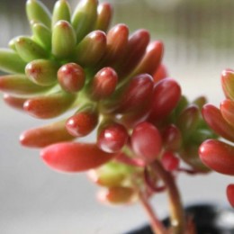 Черенок седум красноокрашенный (Sedum rubrotinctum, седум рубротинктум)