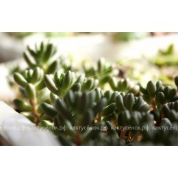 Черенок седум красноокрашенный (Sedum rubrotinctum, седум рубротинктум)