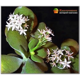 Крассула (толстянка) овальная (Crassula ovata)