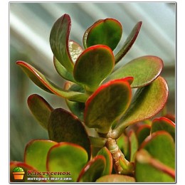 Крассула (толстянка) овальная (Crassula ovata)