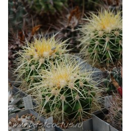 Эхинокактус Грузона (Echinocactus grusonii)