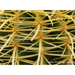 Эхинокактус Грузона (Echinocactus grusonii)
