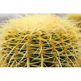 Эхинокактус Грузона (Echinocactus grusonii)