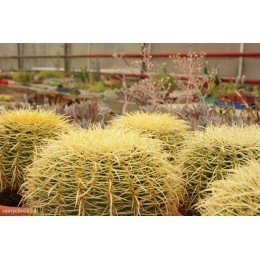 Эхинокактус Грузона (Echinocactus grusonii)