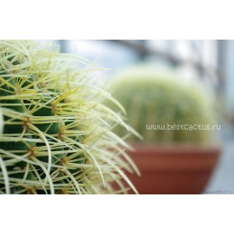 Эхинокактус Грузона (Echinocactus grusonii)