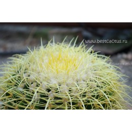 Эхинокактус Грузона (Echinocactus grusonii)