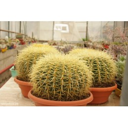 Эхинокактус Грузона (Echinocactus grusonii)