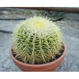 Эхинокактус Грузона (Echinocactus grusonii)