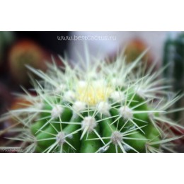 Эхинокактус Грузона (Echinocactus grusonii)