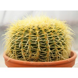 Эхинокактус Грузона (Echinocactus grusonii)