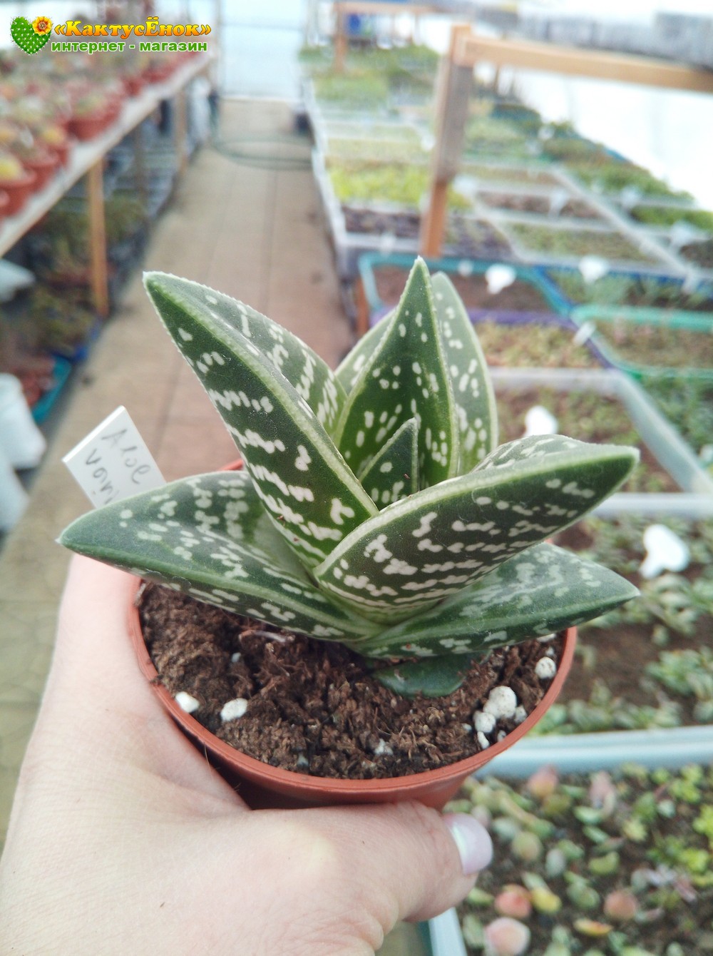 Алоэ пёстрое (Aloe variegata)