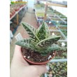 Алоэ пёстрое (Aloe variegata)