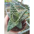 Алоэ пёстрое (Aloe variegata)