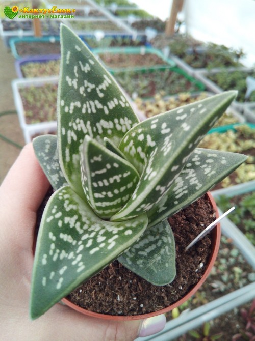 Алоэ пёстрое (Aloe variegata)