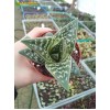 Алоэ пёстрое (Aloe variegata)