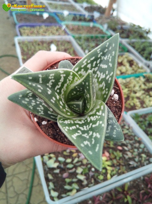 Алоэ пёстрое (Aloe variegata)