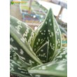 Алоэ пёстрое (Aloe variegata)