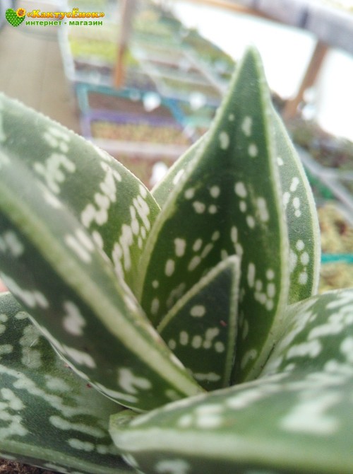 Алоэ пёстрое (Aloe variegata)