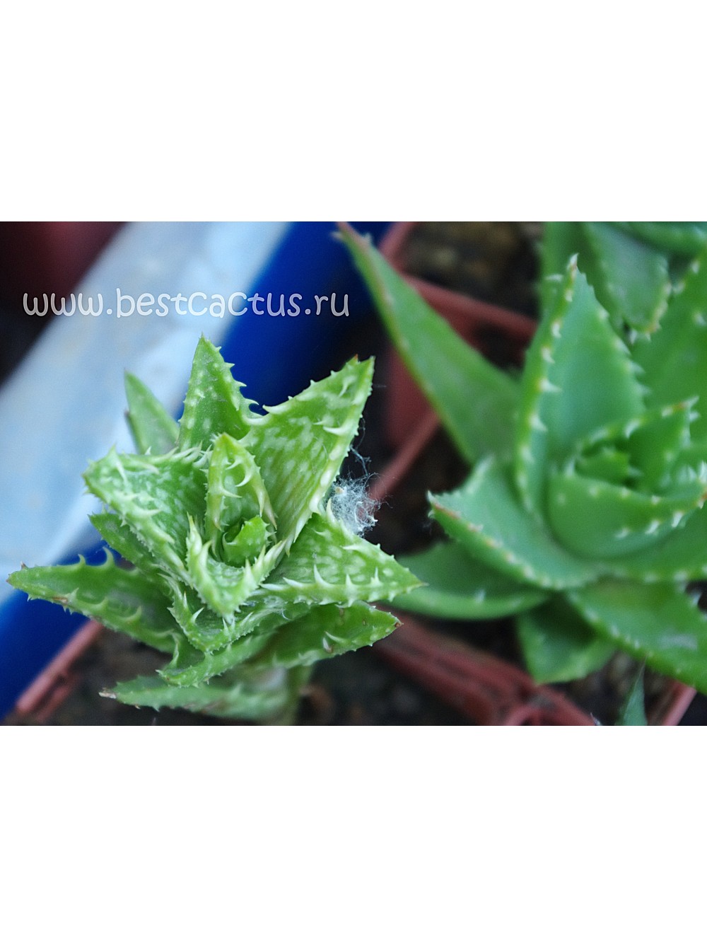 черенок Алоэ оттопыренное (Aloe juvenna, Aloe squarrosa)